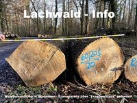 Waldbehandlung in Stutensee – Transparenz über 