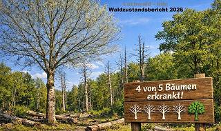 Aktueller Waldzustandsbericht 2026 – Zwischen Klimakrise und forstlicher Verantwortung– Lachwald - Info